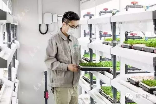 物聯網技術在植物工廠的創新應用與實踐